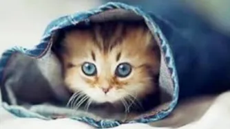 چی برات بخرم خوشحالت میکنه