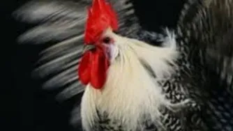 آهااااای نفس کش