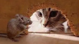موش و گربه هم موش و گربه های قدیم