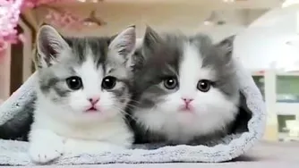 گربه های ملوس
