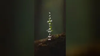 آهنگ جدید