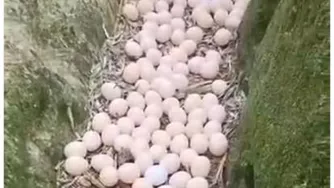 مرغ و مرغداری