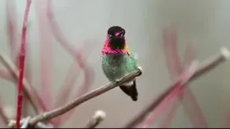 این پرنده مثل آفتابپرسته!!