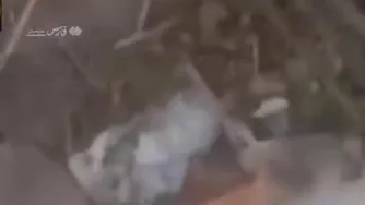 یک خرس در بابل وارد خانه‌ها شد!