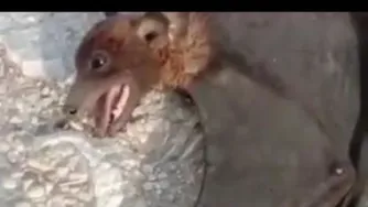 حیوان عجیب برونکا