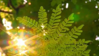 اوج کلام