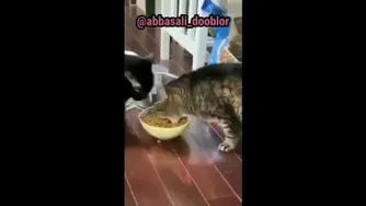 وقتی رفیقت میگه سیرم 😂🤣