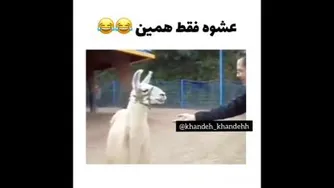 عشوه فقط همین 😂🤣