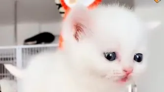 توله گربه بانمک