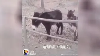 الاغ باهوش