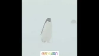 مه هست