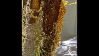 موم تازه