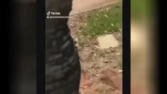 جالبناک از دنیای حیوانات😃