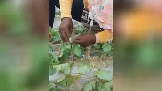 آموزش جهاد سرسبزی.