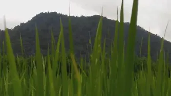 دشت و کوه سرسبز