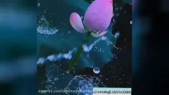 پرنده در جنگل