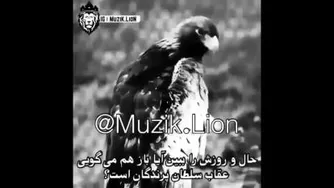 سرنوشت زیبای زندگ ی عقاب