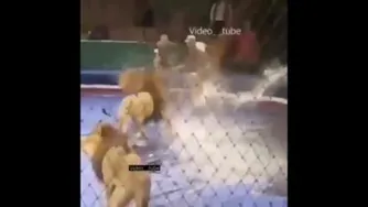 حمله شیر در سیرک