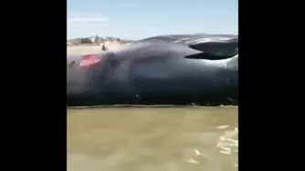نهنگ فوق العاده بزرگ در بندر دیلم