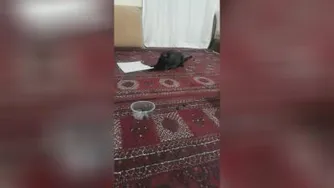 داستانهای اما گربه خانگی
