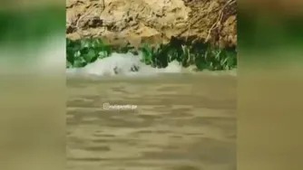 شکارتمساح