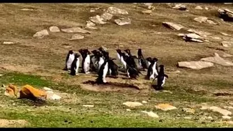 مواجه دوگروه پنگوئن😍