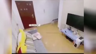 سگ های نسل جدید😶🤭