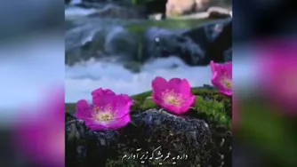 موزیک عاشقانه شرم از گرشا رضایی