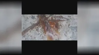 چگونه مورچه ها دست جمعی یک سوسک را میخورند