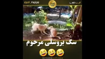 سگ بروسلی مرحوم