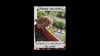 تخم‌گذاری شاهین درفلاورباکش پنجره ی یک شهروند