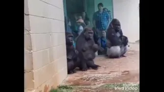 میمون