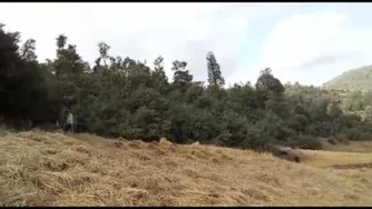 یک روز زیبا درجنگل وگندم زار