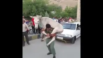 پهلوان یعنی همین