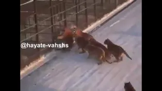 غذادادن به پلنگها