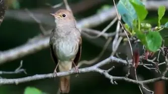 صدای زیبا