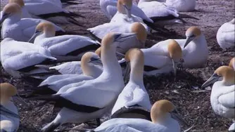 زیبا و جذاب