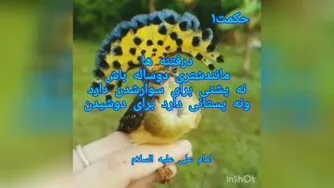 حکمت اول نهج البلاغه