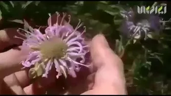 شرکت زرگیاه زاگرس