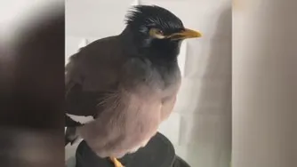 از خوبان تقلیدصدا😄