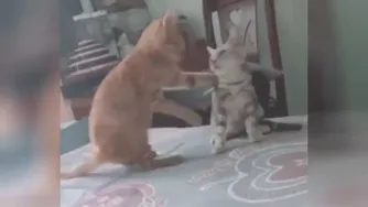 میاد بزندش یادش میاد روز زن نزدیکه😆
