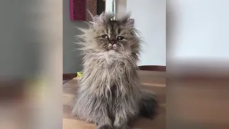 چ شکلی میشی؟ وقتی یهو از خواب بیدارت میکنن 🐱😆