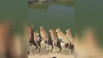 یه مرغابی همه رو سرکار گذاشته😜😉😂