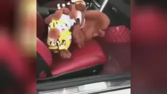 سگه یا بچه 😳😉