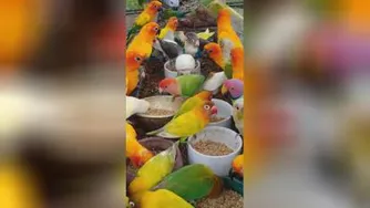طوطی های ناز و خوشگل 🐦🐥🐤
