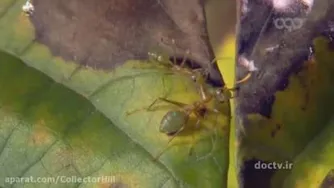 مستند حیات وحش وحشی ترین مناطق بخش 4 دوبله فارسی(برای علاقه مندان به حیات وحش😊)