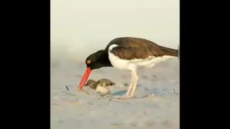 احساسی