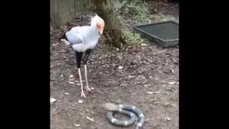 وخه مرگه بخوری😂 دوبله مشهدی جواد خواجوی