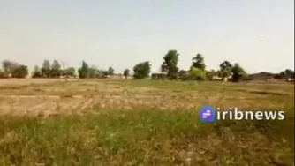 حمله ملخ های کرونایی