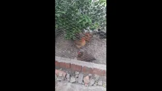 صبح دل انگیز روستای مرزنکلاته